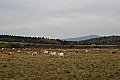 Stádo krav pod tratí, vzadu Jelení hora 
